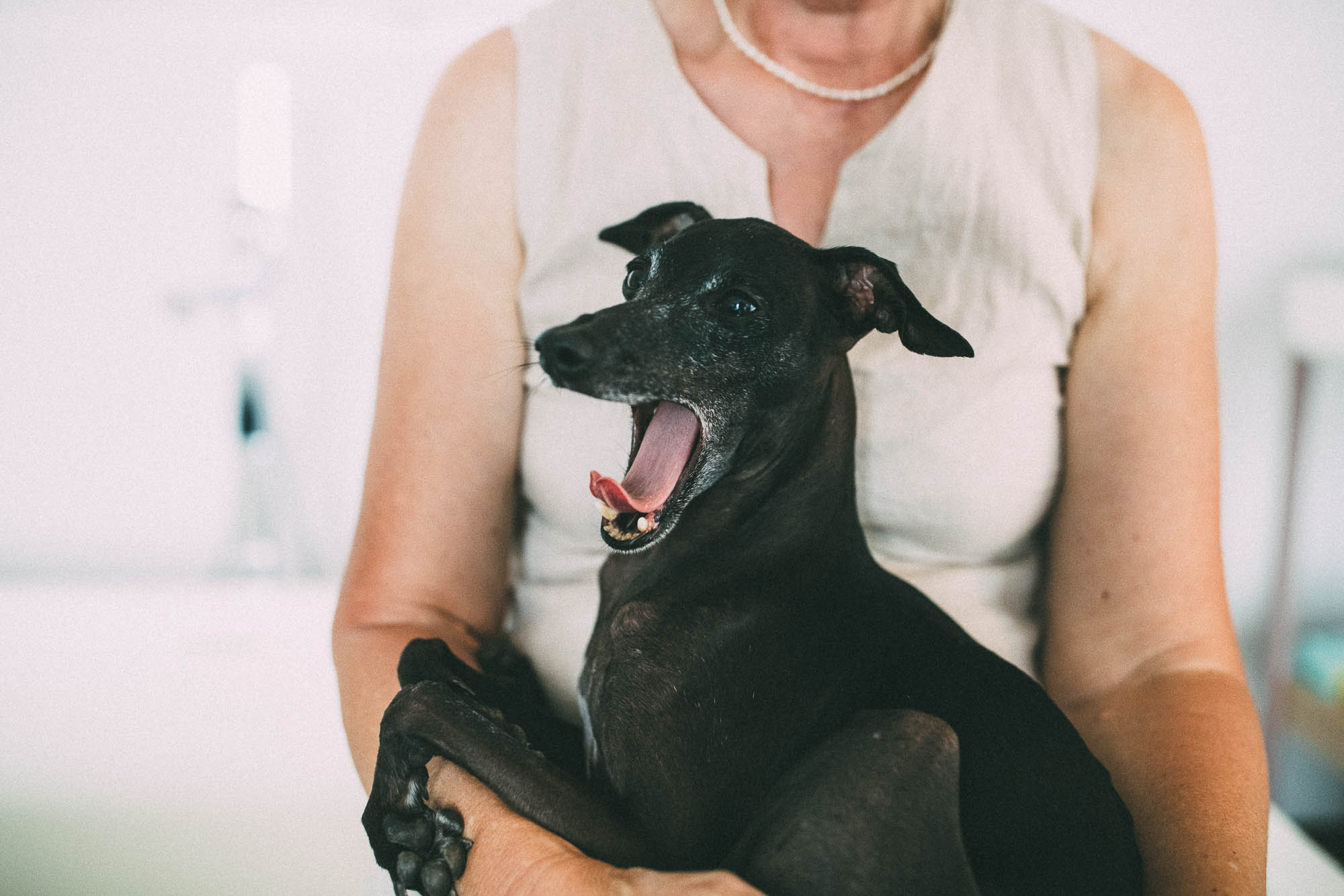 Export x3 1DX26323 Fotoshooting 2020 Zito